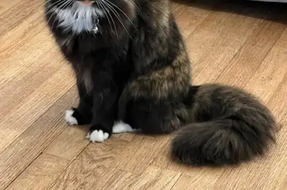 Lost female cat, Bristol, Connecticut - tortoise shell/calico - photo
