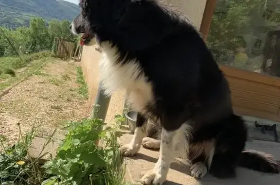 Animaux perdus Lyon, photo: Perdu chien mâle, Le Gua, Lyon - border collie noir et blanc