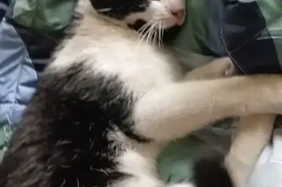 Lost pets Adelaide, photo: Lost male cat, City of Adelaide, Adelaide - black and white, microchipped