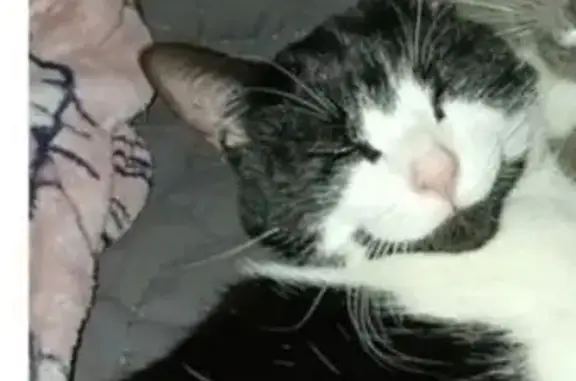 Lost male cat, Tara Court, Little Hampton - black and white shorthair - photo