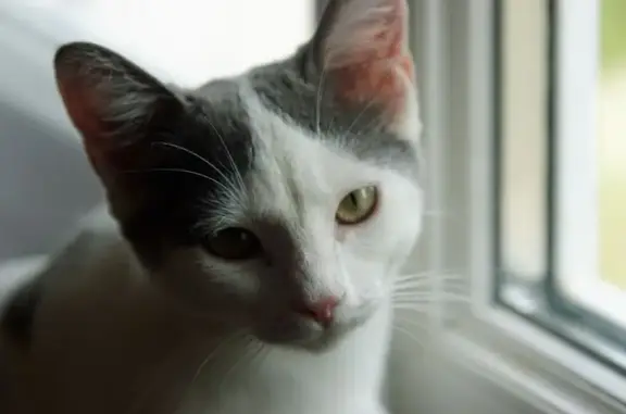 Animaux perdus Paris, photo: Chat perdu, Concarneau, Paris - petite chatte blanche et grise