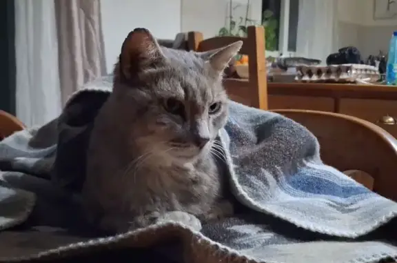 Chat perdu, Rue Arsène d'Arsonval, 23, Perpignan - âgé et sociable - photo