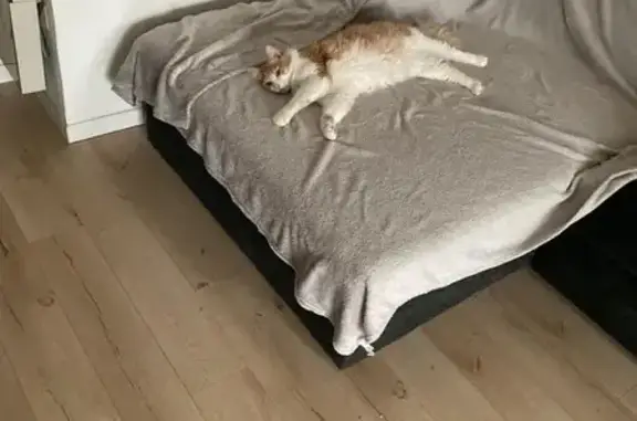 Chat perdu, Avenue des Pâquerettes, Pontault-Combault - roux et blanc - photo
