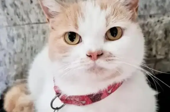 Gato desaparecido Fêmea (brl002620) - photo