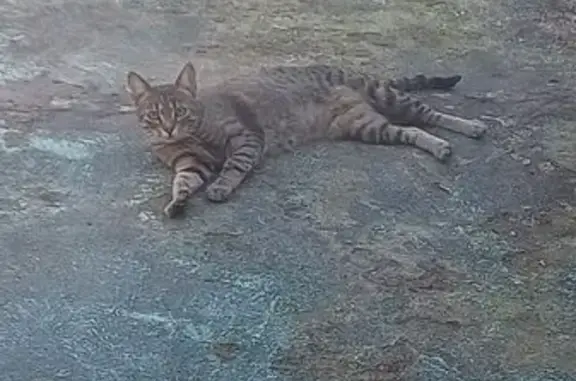 Chat perdu, Rue nationale, Hambach - femelle tigrée très peureuse - photo
