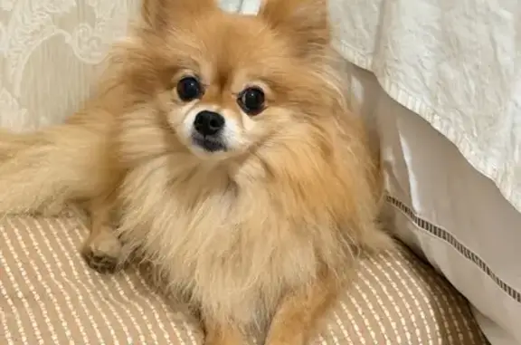 Cachorro encontrado Fêmea (brf...