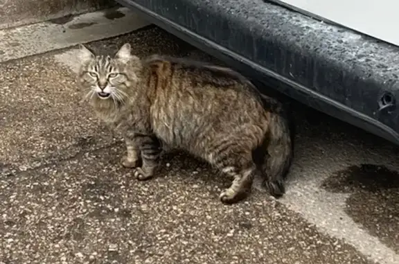 Encontrado gato, Plaça Antiga...