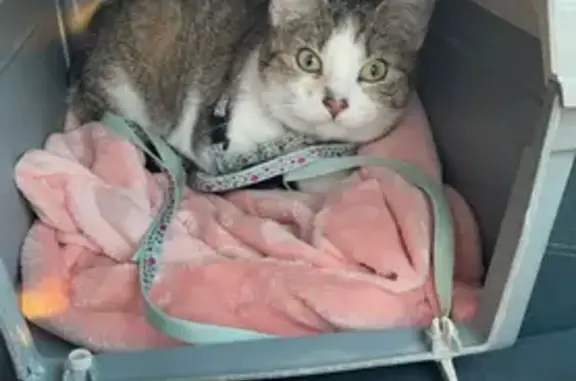 Perdu chat femelle, 26 bis, Le Boupère - 3 pattes - photo