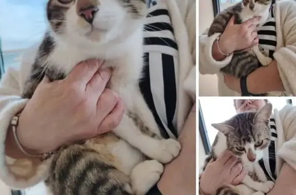 Animaux trouvés Magné, photo: Trouvé Chat mâle, Allée de l'abbé suire, Sciecq, Magné