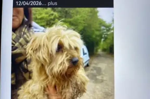 Animaux trouvés Saint-Projet, photo: Chien trouvé, La Rochefoucauld-en-Angoumois, Saint-Projet - chienne très affectueuse