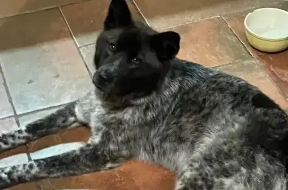 Chien trouvé Bousies, photo: Chien trouvé, Ors, Bousies - berger australien