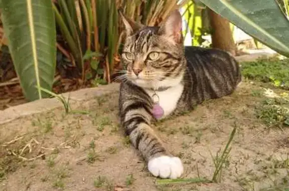 Lost female cat, Hope Road, Cape Town - Tabby with 3 legs - photo