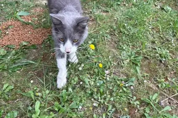 Animaux trouvés Avignon, photo: Trouvé Chat gris, Avenue de la Pinède, 515, Avignon