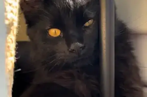 Chat perdu, La Grand-Croix, Paris - noir avec poil long et queue touffue - photo