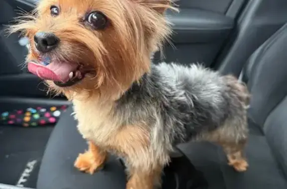 Lost female dog, Las Brisas Drive, 7607, Houston - Small, Black and Brown Yorkie - photo