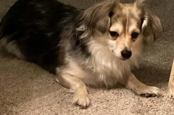 Lost pets Conway, photo: Lost female dog, Middle Road, 162, Conway - teacup Aussie heeler mix