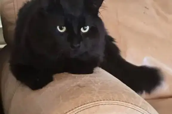 Lost male cat, South Lackman Road, Olathe - solid black - photo