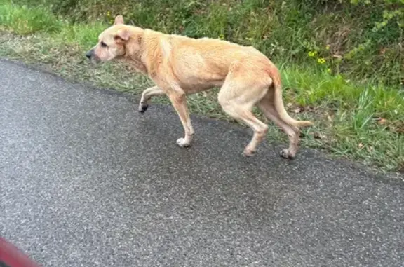 Animaux trouvés Sainte-Foy-de-Peyrolières, photo: Trouvé Chien, Route de Saint Thomas, 850, Sainte-Foy-de-Peyrolières - couleur crème, œil crevé