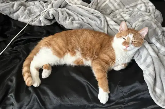 Missing cat Arlington, photo: Lost male cat, Epworth Lane, Owensboro - orange & white tabby