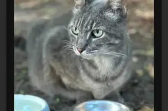 Lost female cat, Northeast 14th Avenue, Ocala - grey tabby with clipped left ear - photo