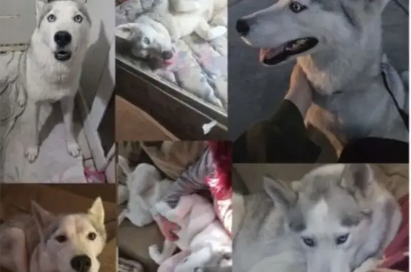 Lost male dog, South Washington Avenue, Cleveland - Siberian husky - photo