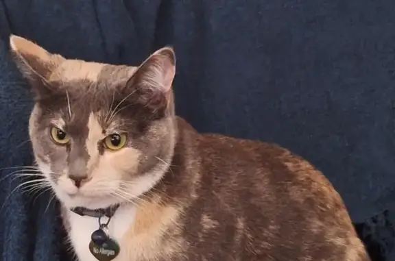 Missing cat Layton, photo: Lost female cat, West Mirlin Way, Layton - grey tortoise shell