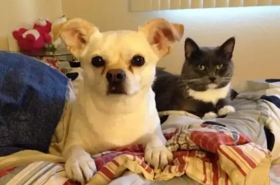 Lost male dog, Delton Avenue Northwest, Bemidji - noticeable skin tag - photo