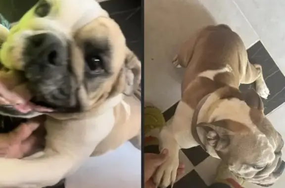 Lost pets Oklahoma City, photo: Lost Female Dog, Hillside Drive, 3400, Del City - English bulldog