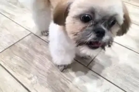 Lost Dog, Female, Santee Drive, Harlingen - small Shih Tzu with dark stripe - photo