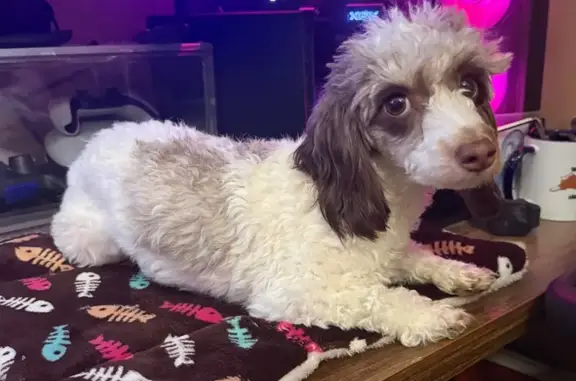 Lost female dog, Onslow Pines Road, Jacksonville - white with brown spots - photo