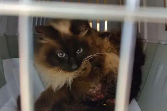 Animaux trouvés Marseille, photo: Trouvé Chat, Allée des Peupliers, Villeneuve-lès-Avignon - blessé à l'arrière-train