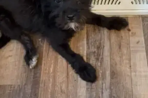 Lost Female Dog, Criterion Avenue, St. Louis - black with a white patch - photo