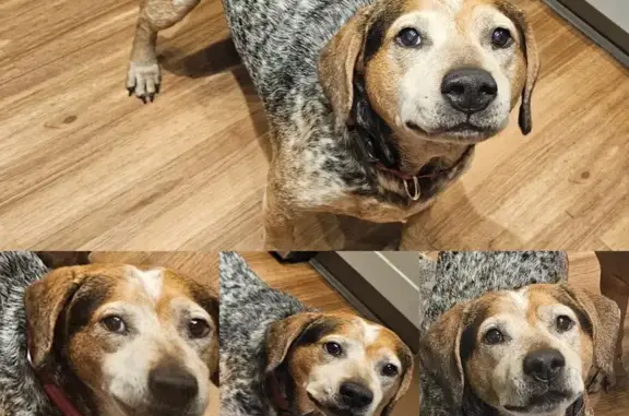 Lost male dog, Courtland Boulevard, Deltona - photo