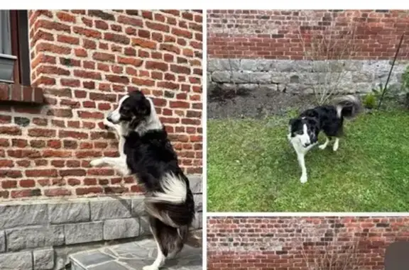 Animaux trouvés Salignac, photo: Trouvé Chien mâle, Maresches, Salignac - border collie noir et blanc