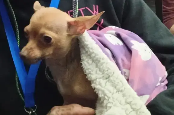 Lost male dog, Normandale Boulevard, Bloomington - small brown Chihuahua - photo