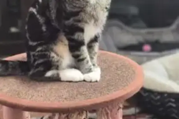 Lost female cat, Shortly Road, Georgetown - gray collar - photo