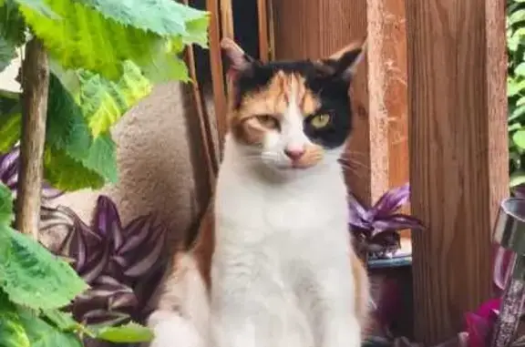 Chat perdu, Saint-Jean, photo: Perdu Chat femme, Rue du Vallon, 22, Saint-Jean - chatte Isabelle de 2 ans