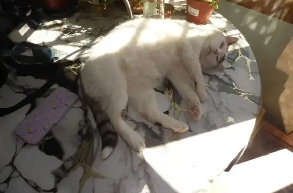 Gatos perdidos, Badalona, foto: Perdido gato hembra, Carrer de Manuel de Falla, 18, Santa Coloma de Gramenet - blanco con manchas grises
