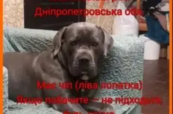 Зник собака жіночого роду, Зелена вулиця, Оленівка - серий окрас - photo