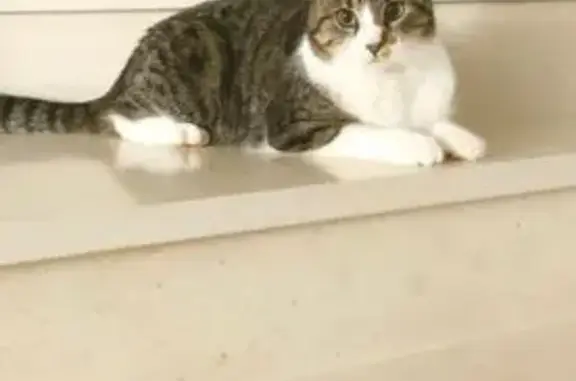 Chat perdu, Aulnay-sous-Bois, photo: Chat perdu, Rue des Marettes, Saint-Germain-de-la-Grange - Missy tigrée et blanche