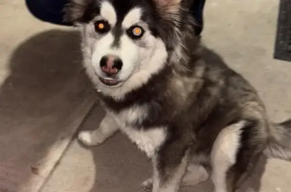 Found dog Glendale, photo: Found female dog, West Gardenia Avenue, Glendale - Husky puppy with unique eye colors