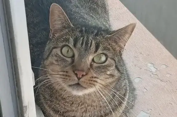 Animaux perdus Nancy, photo: Perdu Chat Femme, Avenue de Strasbourg, Nancy - chatte tigrée marron