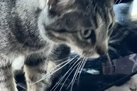 Lost male cat with grey coat, Mallow Street, New Port Richey - photo