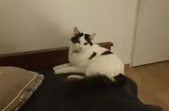 Animaux perdus Lons-le-Saunier, photo: Chat perdu, Allée des Peupliers, Saint-Martin-du-Mont - poils mi-longs blanc et noir