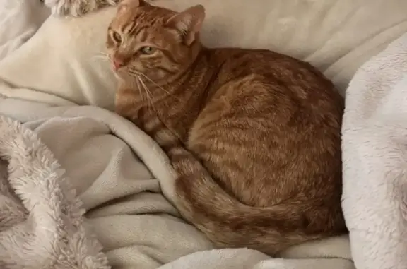 Perdido gato masculino, Ma-3220, Sant Joan, Manacor - pelirrojo con chip - photo