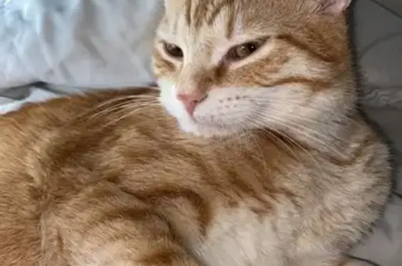 Chat perdu, Rue Eugène Guillemin, Bron - mâle roux avec un peu de blanc - photo