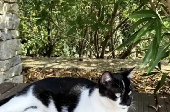 Animaux perdus Nîmes, photo: Chat perdu, Impasse des Aucubas, Nîmes - Nala, noire et blanche