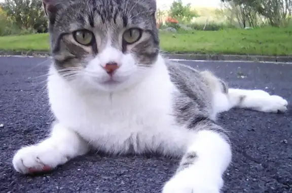 Animaux perdus Boucau, photo: Chat perdu, Rue Georges Lassalle, Boucau - Européen tabby et blanc