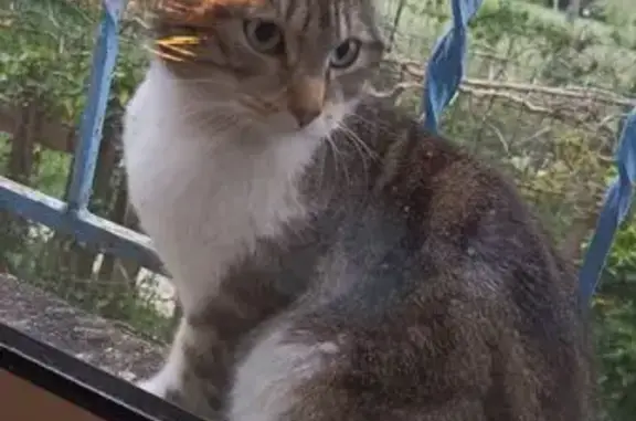 Animaux trouvés Paris, photo: Trouvé chat femme, Chemin des Canotiers, 411, Avignon - très sociale