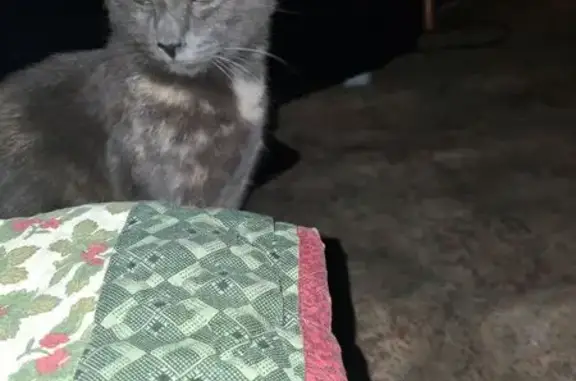 Lost female cat, 2nd Avenue, Redwood City - photo